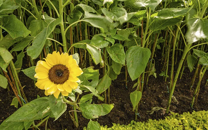 girasoles