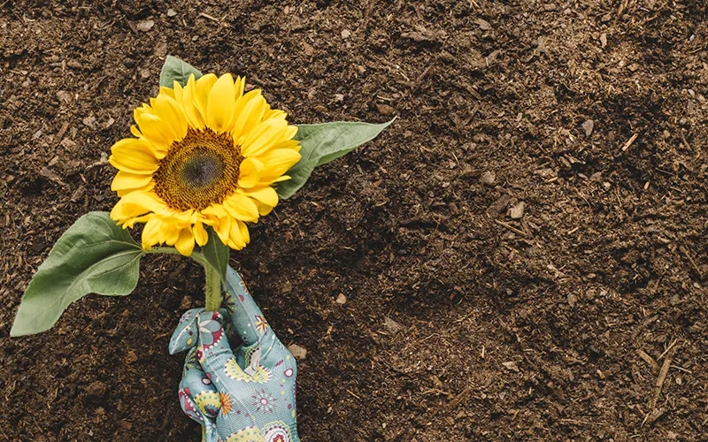 girasol en el suelo, que aporta