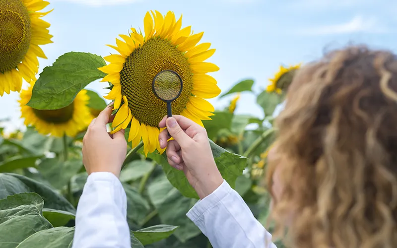 usos del girasol