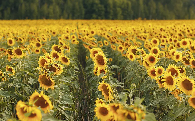 cultivos de girasol