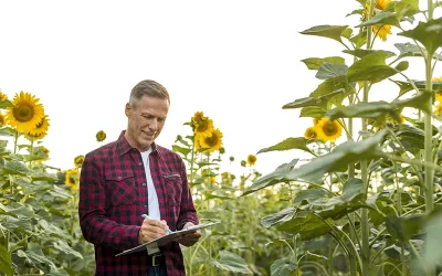 metodos de siembra de girasol